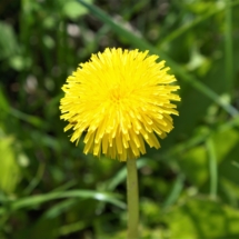 DSC00528